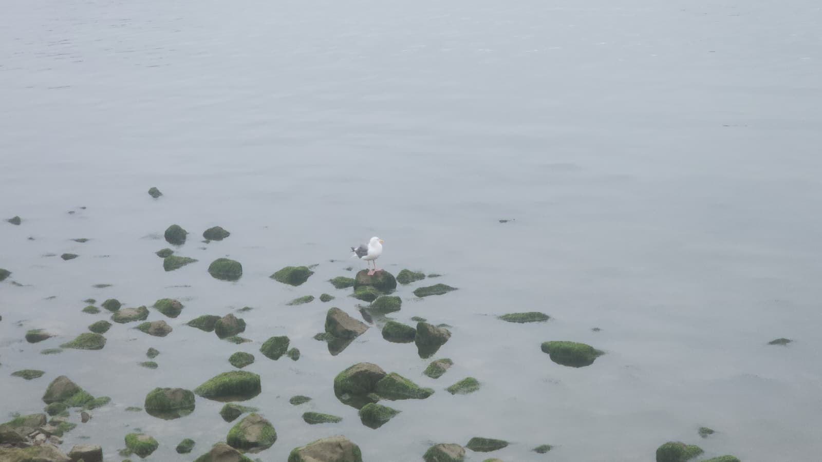 Yasicov L.A. Image # 2